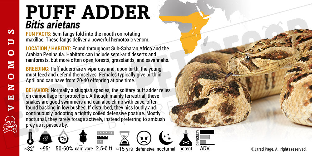 Bitis arietans 'Puff Adder' Snake label