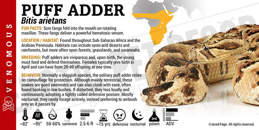 Bitis arietans 'Puff Adder' Snake label