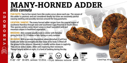 Bitis cornuta 'Many-horned Adder' Snake label