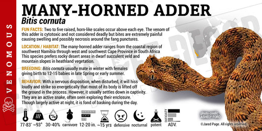Bitis cornuta 'Many-horned Adder' Snake label