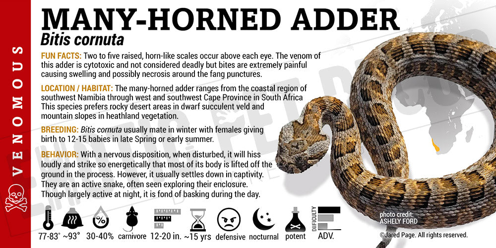 Bitis cornuta 'Many-horned Adder' Snake label