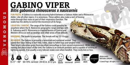 Bitis gabonica rhinosceros x nasicornis 'Gabino' Viper