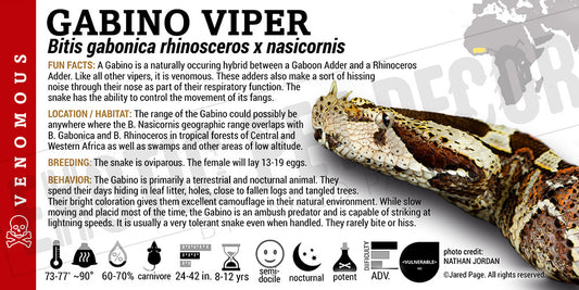 Bitis gabonica rhinosceros x nasicornis 'Gabino' Viper