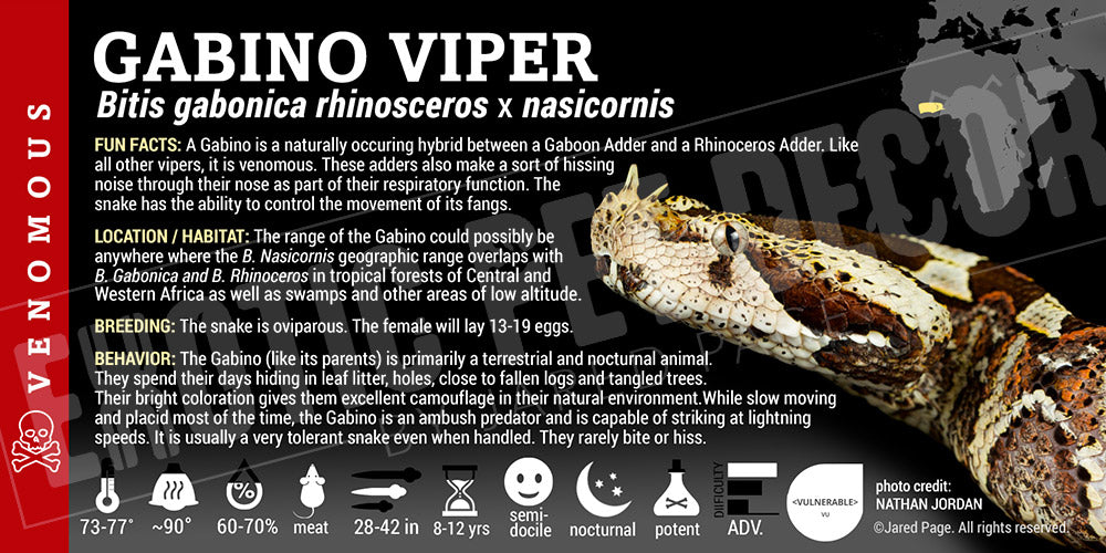 Bitis gabonica rhinosceros x nasicornis 'Gabino' Viper