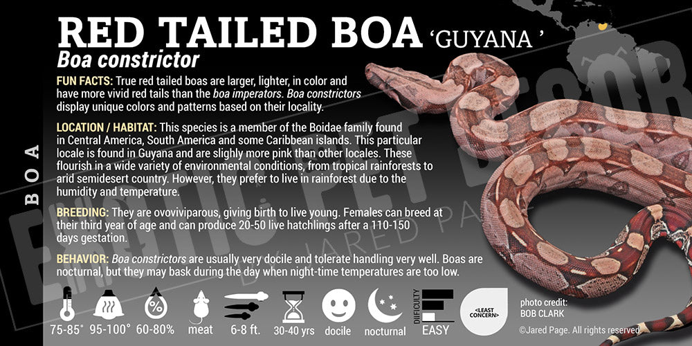 Boa constrictor 'Red-tailed Boa' Snake