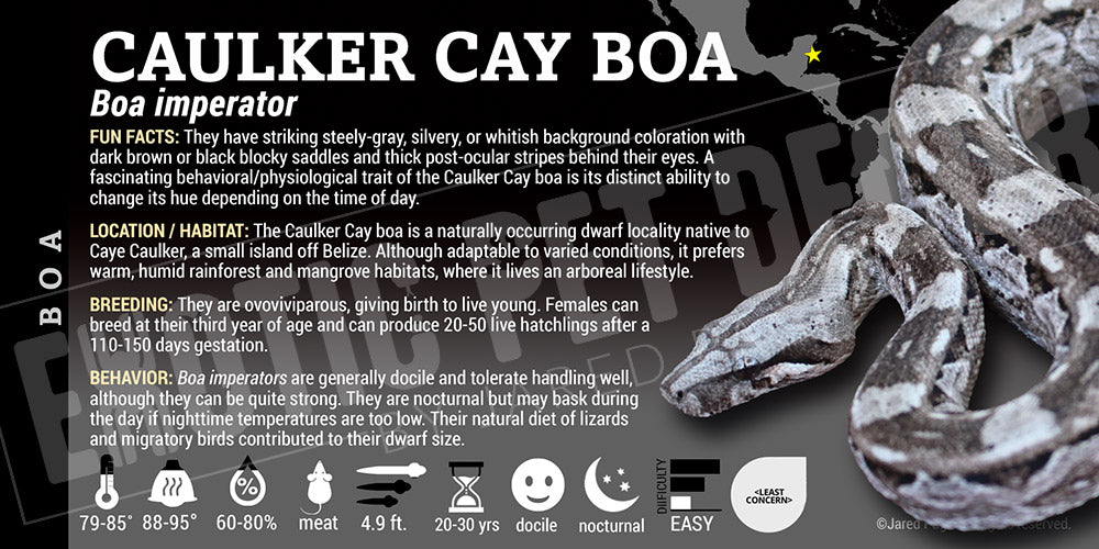 Boa imperator 'Common Boa' Snake