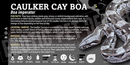 Boa imperator 'Common Boa' Snake