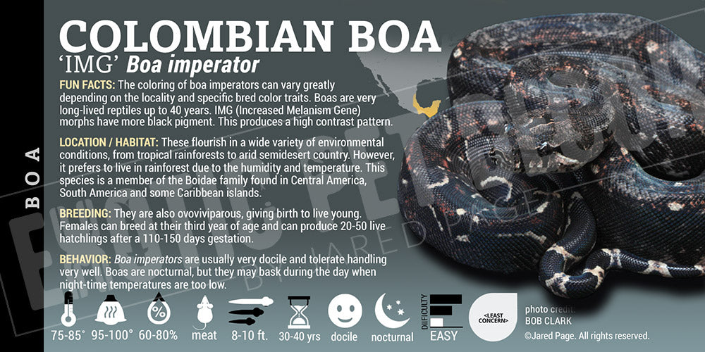 Boa imperator 'Common Boa' Snake