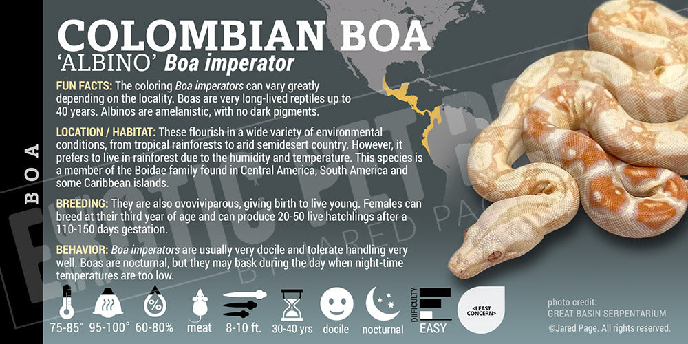 Boa imperator 'Common Boa' Snake