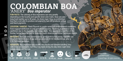 Boa imperator 'Common Boa' Snake