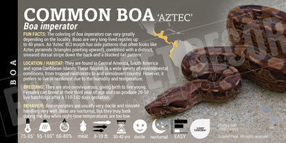 Boa imperator 'Common Boa' Snake