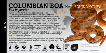 Boa imperator 'Common Boa' Snake