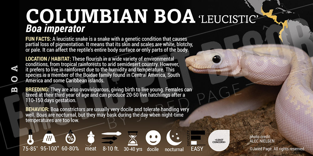 Boa imperator 'Common Boa' Snake