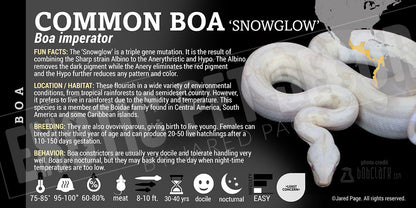 Boa imperator 'Common Boa' Snake