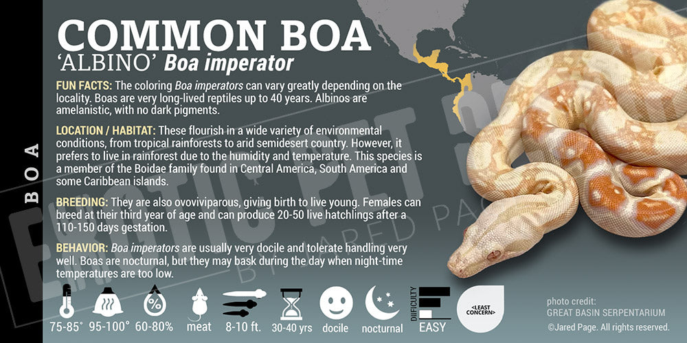 Boa imperator 'Common Boa' Snake