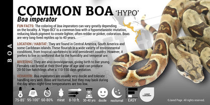 Boa imperator 'Common Boa' Snake