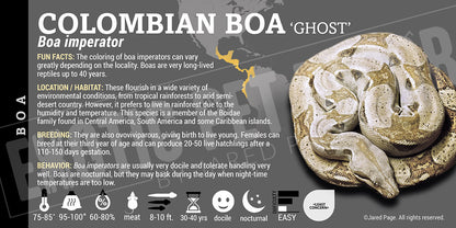 Boa imperator 'Common Boa' Snake