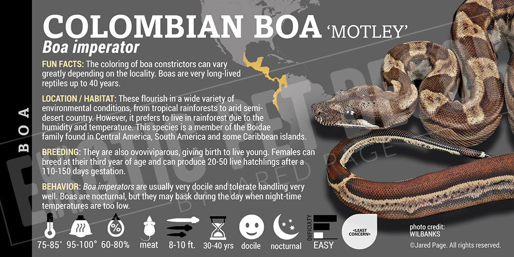 Boa imperator 'Common Boa' Snake
