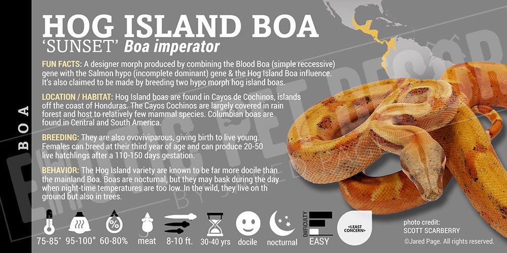 Boa imperator 'Common Boa' Snake