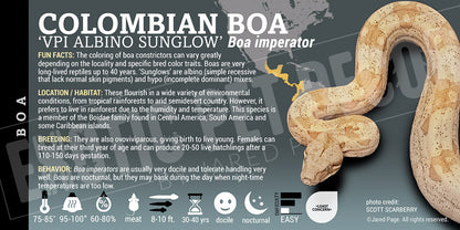 Boa imperator 'Common Boa' Snake