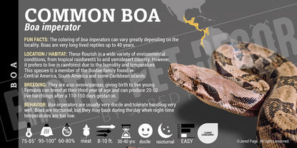 Boa imperator 'Common Boa' Snake