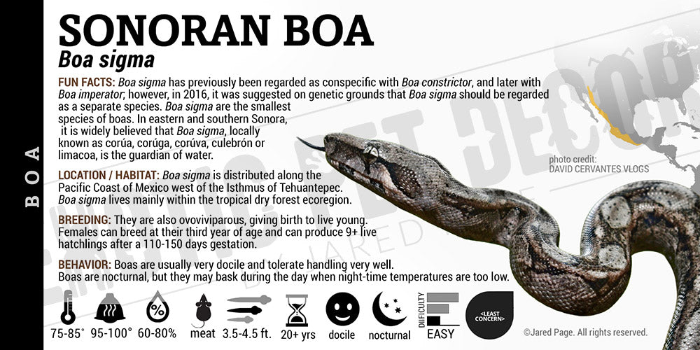 Boa sigma 'Sonoran' Boa label