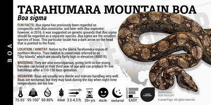 Boa sigma 'Tarahumara Mountain' Boa label