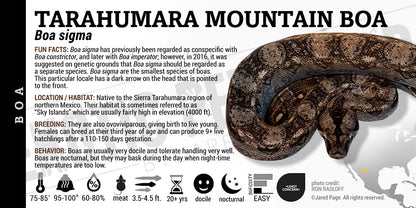 Boa sigma 'Tarahumara Mountain' Boa label