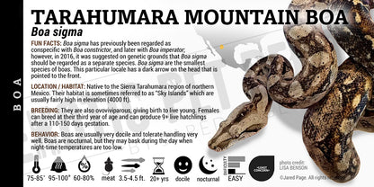 Boa sigma 'Tarahumara Mountain' Boa label