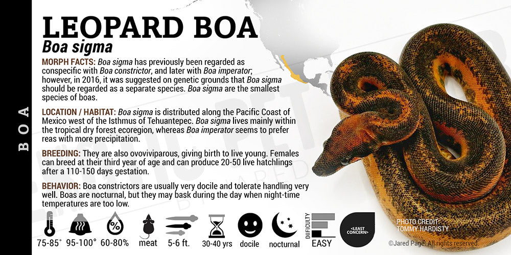 Sigma Leopard Boa sigma 'Leopard' Boa Cards and Enclosure Labels – Exotic Pet Decor