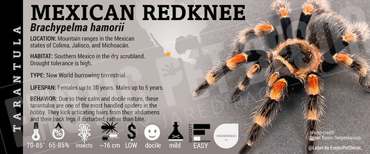 Brachypelma hamorii 'Mexican Redknee' Tarantula