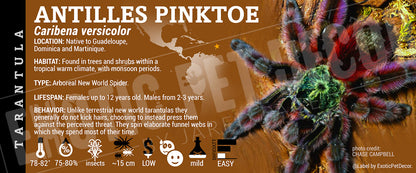 Caribena versicolor 'Antilles / Martinique Pinktoe' Tarantula