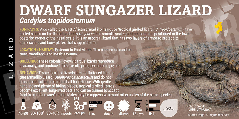Cordylus tropidosternum 'Dwarf Sungazer' Lizard