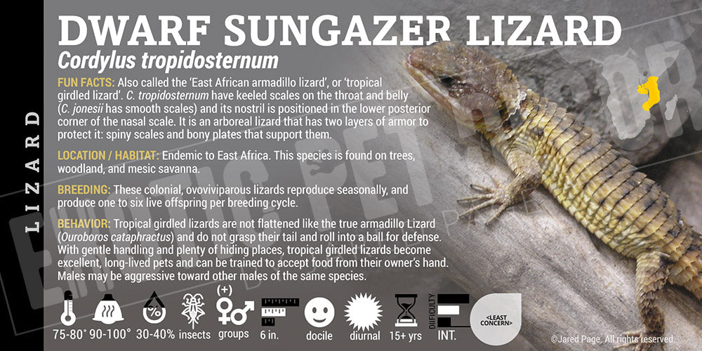 Cordylus tropidosternum 'Dwarf Sungazer' Lizard