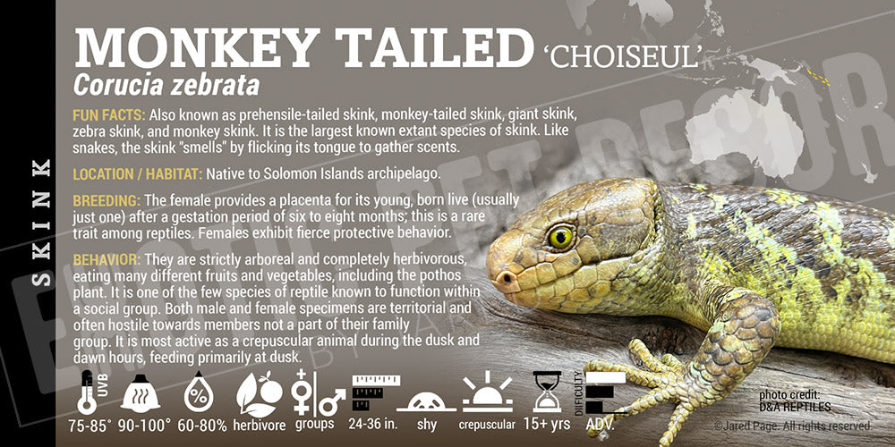 Corucia zebrata 'Monkey Tail' Skink