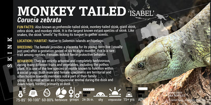 Corucia zebrata 'Monkey Tail' Skink