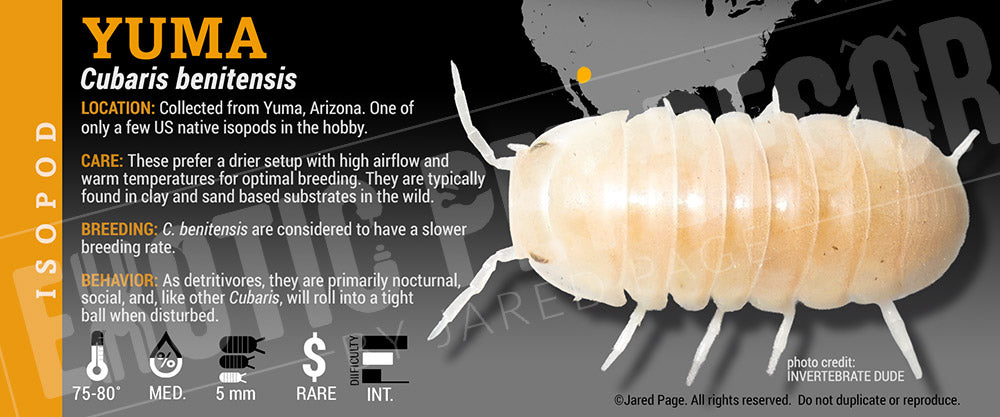 Cubaris benitensis 'Yuma' isopod label