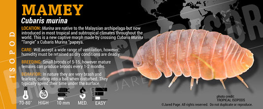 Cubaris murina 'Mamey' isopod label