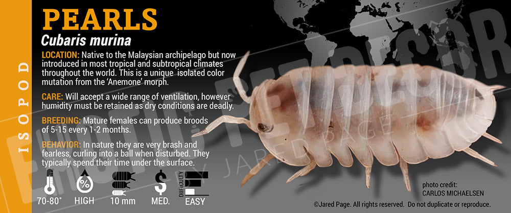 Cubaris murina 'Pearls' isopod label