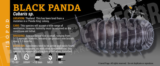 Cubaris sp 'Black Panda' isopod label