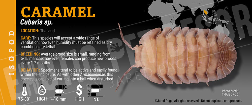 Cubaris sp 'Caramel' isopod label