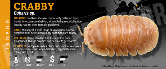 Cubaris sp 'Crabby' isopod label
