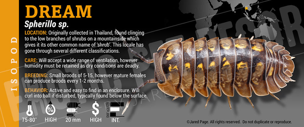 Spherillo sp 'Dream' isopod label