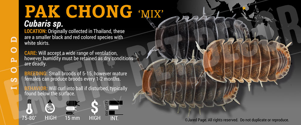 Cubaris sp 'Pak Chong Mix' isopod label
