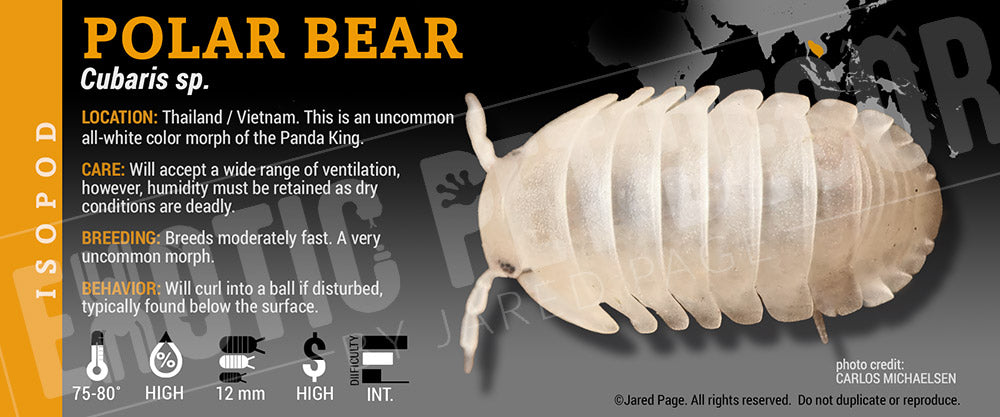Cubaris sp 'Polar Bear' isopod label