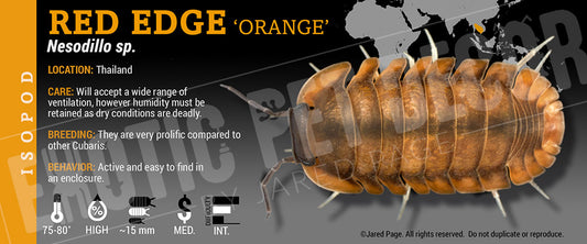 Cubaris sp 'Red Edge Orange' isopod label