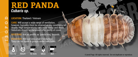 Cubaris sp 'Red Panda' isopod label