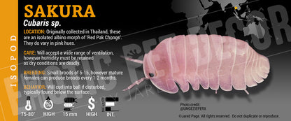 Cubaris sp. 'Sakura' isopod label