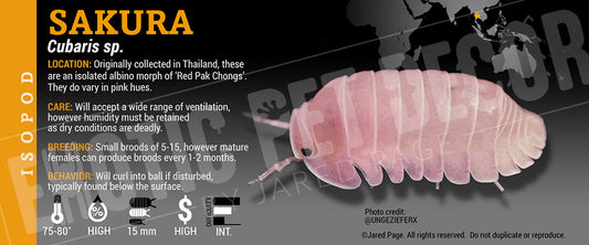 Cubaris sp. 'Sakura' isopod label