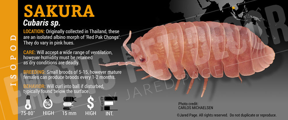 Cubaris sp. 'Sakura' isopod label